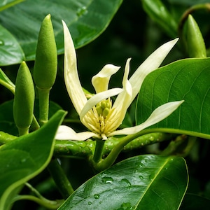 orange flower lily Buy Best Quality Asiatic Lily Orange Flower Bulbs Online