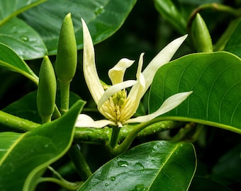 White Champaca Plant Plug – Magnolia x alba Live Plant