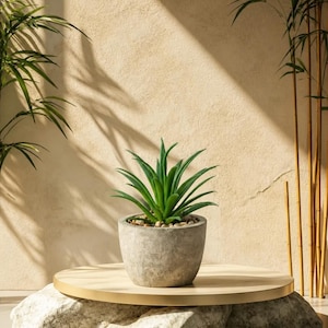 May include: A small, green succulent plant in a gray concrete pot sits on a round, light wood platform. The platform rests on two large, textured gray stones. The background is a beige wall with shadows and bamboo stalks.