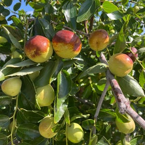 May include: A jujube tree branch laden with numerous round fruits in various stages of ripening, displaying colors ranging from light green to yellow and deep reddish-brown, surrounded by glossy, oval-shaped green leaves under a clear blue sky.