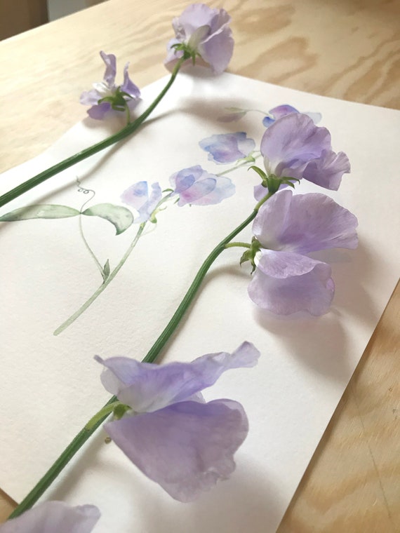 スイートピーの水彩画ガイド：花の描き方チュートリアル（PDF