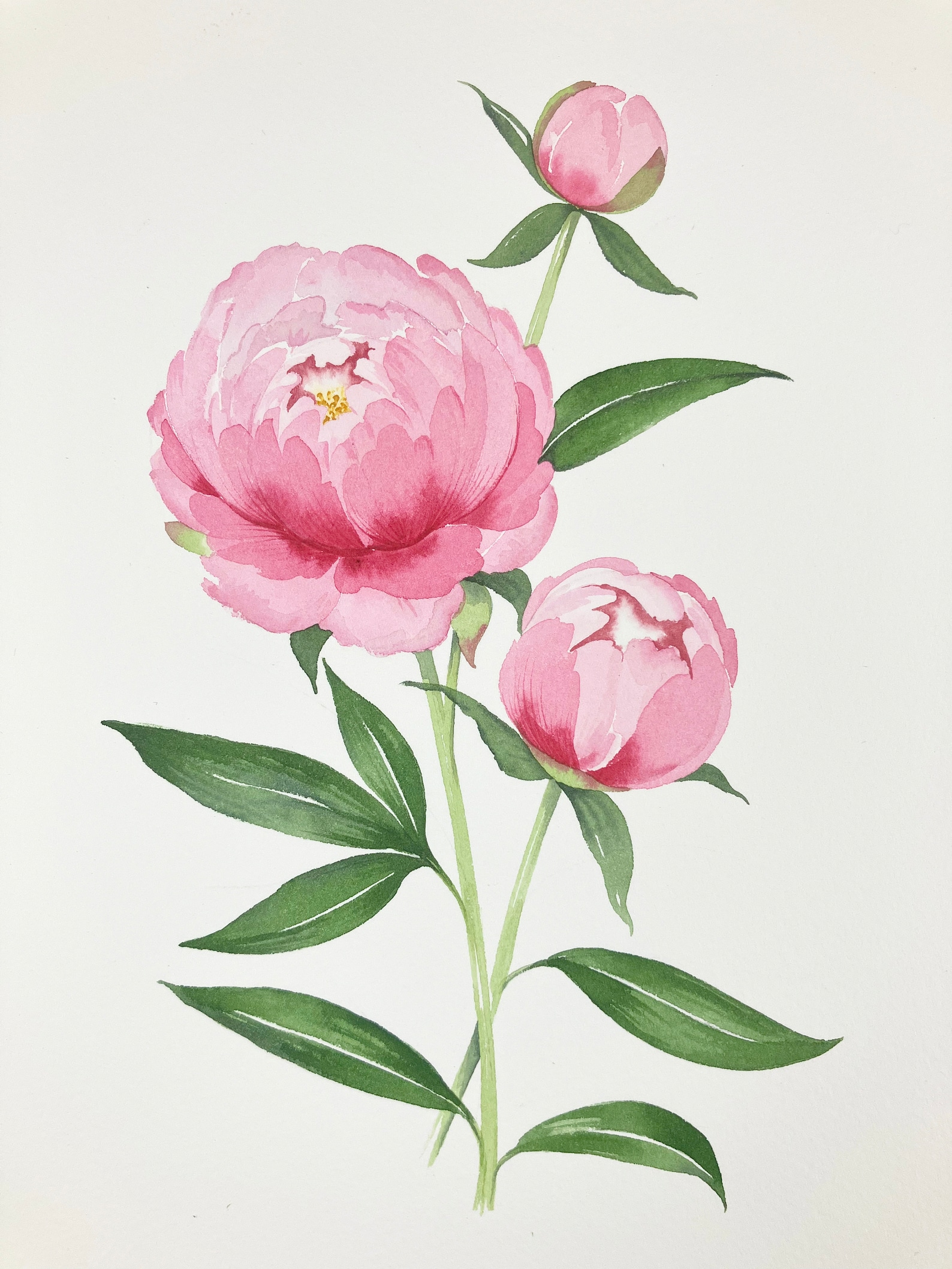 Watercolour Workbook Download How to Paint a Peony Flower Etsy UK