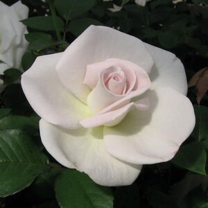 May include: A single white rose with a pink center, blooming in a garden setting.