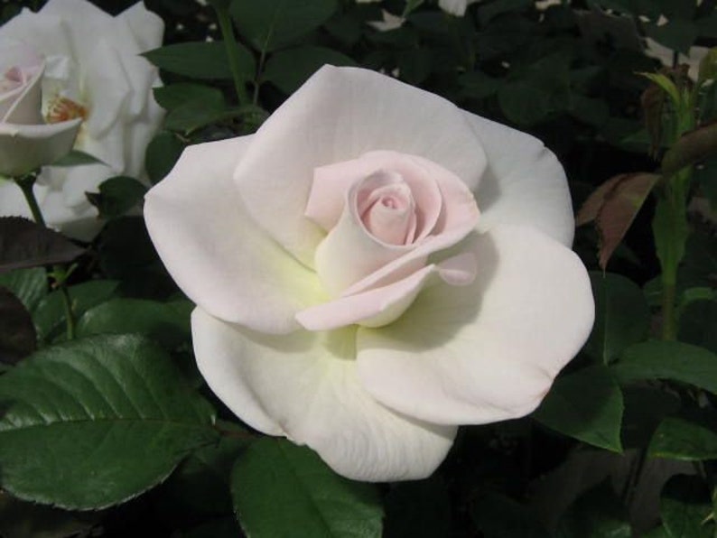 May include: A single white rose with a pink center, blooming in a garden setting.