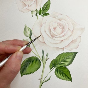 May include: A watercolor painting of a white rose with green leaves. The rose is in bloom and has a delicate, feminine appearance. The artist is using a brush to add details to the painting.