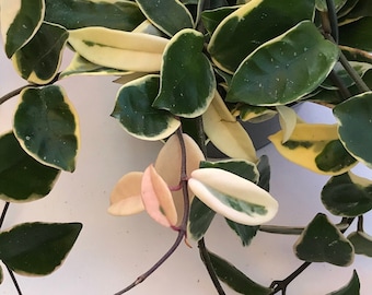 Variegated Hoya Krimson Queen Cutting: Exotic Houseplant (Unrooted)