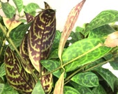 Aeschynanthus Longicaulis, rare live, Hoya plant, Exotic Hoya Philodendron, Marmoratus, Black Pagoda (Zebra) Basket Vine, Lipstick Vine
