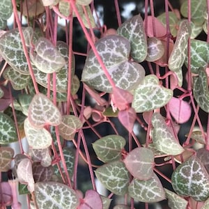 String of Hearts Cuttings: Exotic Ceropegia Woodii, Non Variegated