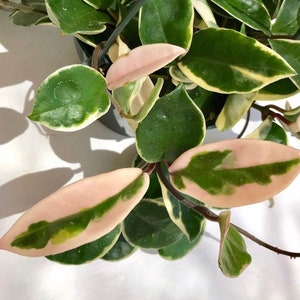 Variegated Hoya Carnosa Krimosn Queen plant cutting, One Unrooted Hoya Krimson Queen plant cutting, Variegated, 2-3 inch long cutting