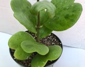 Hoya Kerrii plant - Fully Grown Sweetheart Hoya - 6 inch bare root - Lucky Heart plant - Heart Shaped plant - Exotic Plant - Valentine