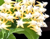 Shooting Star Hoya plant, 4 or 6 inch grown well rooted, Healthy plant, Wax plant, Hoya Multiflora, Evergreen plant, Bi-Color plant, Hoya