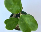 Hoya Kerrii - 4 inch - Sweetheart Hoya - Hoya Kerrii Plant - Lucky Heart plant - Heart Shaped plant - Exotic Plant - Valentine