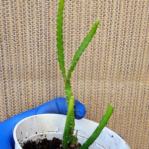 May include: A small, potted cactus with bright green, segmented stems. The plant is in a white plastic pot filled with dark soil. The pot is held by a hand wearing a blue glove. The background is a tan mesh.