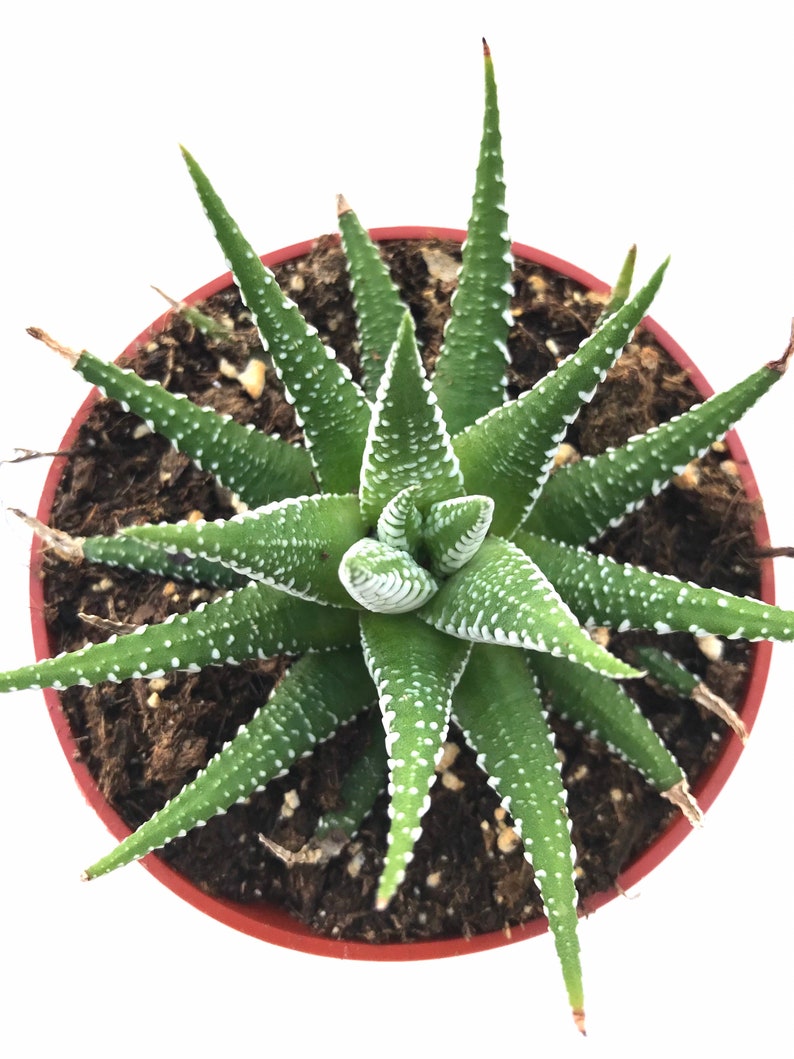 Haworthia Zebra Plant Live 4 Inch Potted Zebra Plant Zebra | Etsy