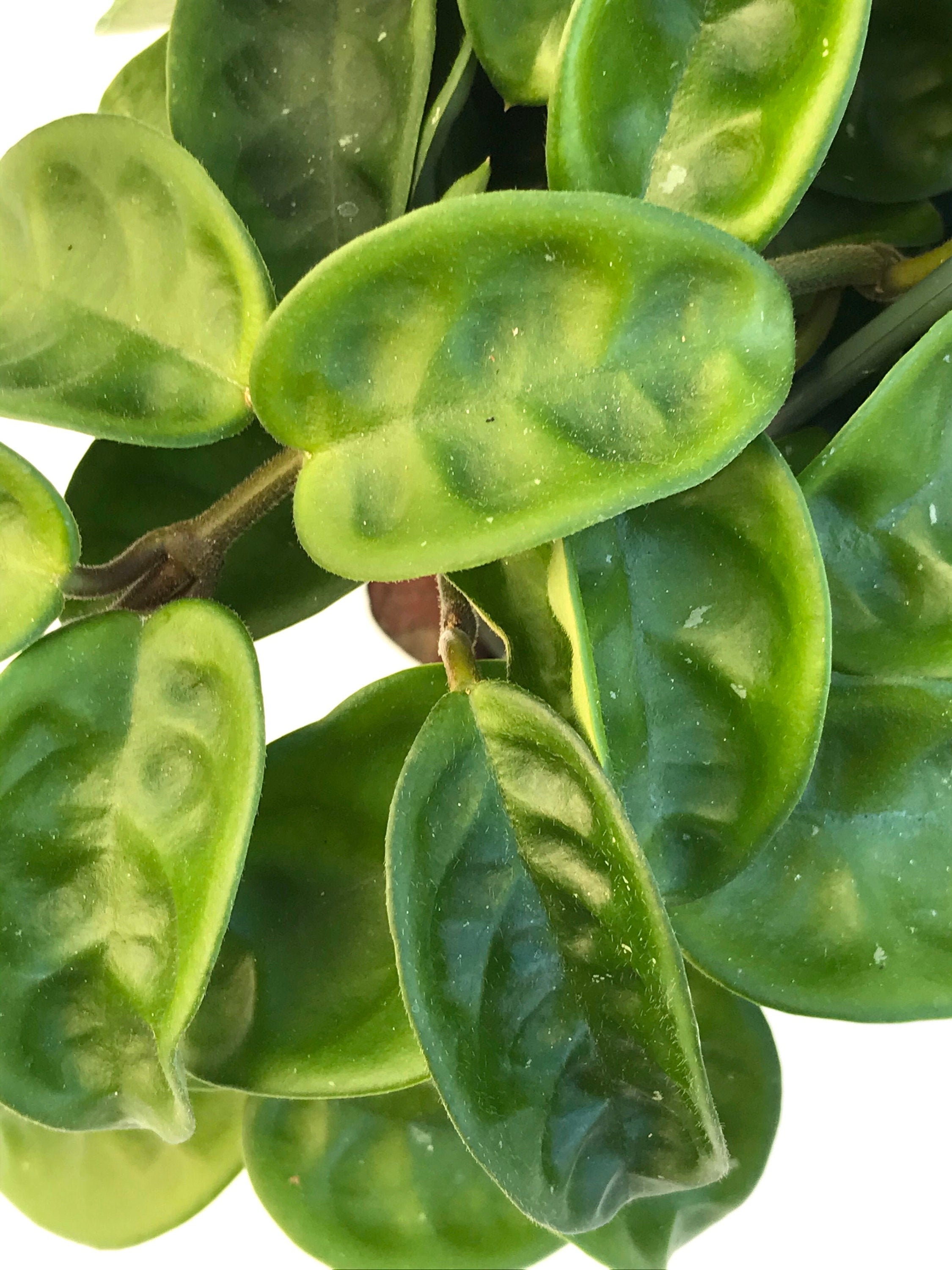 Krinkle 8, Hoya Carnosa KRINKLE 8, beautiful rooted plant, 4" or…