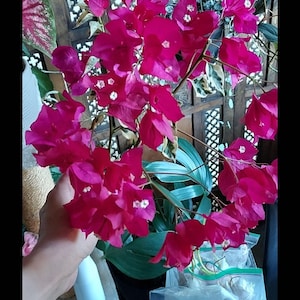 May include: A close-up of a vibrant pink bougainvillea plant with delicate white flowers. The plant is hanging in a pot and is surrounded by other plants and a wooden lattice.
