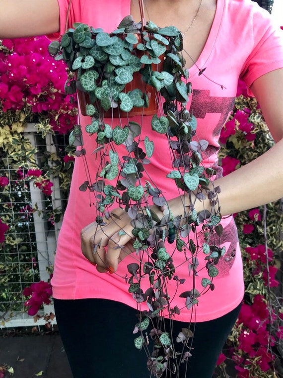 Full grown String of Hearts Plant, Ceropegia Woodii, Mature 6 inch pot fully rooted trailing Branches, 5 different lengths and prices,