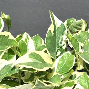 May include: A close-up of a potted plant with variegated leaves. The leaves are a mix of green and white, with a creamy white color dominating. The plant is in a white pot.