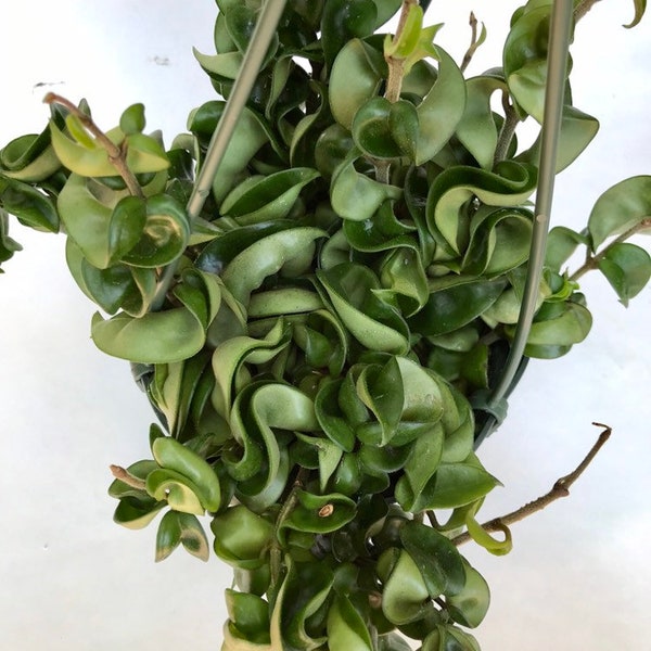 Hindu Rope Plant cutting, One cutting of Hoya Hindu Rope plant, 3 inch long, Unrooted Hoya Hindu Rope plant Cutting (x1)