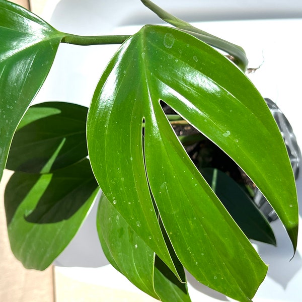 Philodendron Dragon Tail- Rhaphidophora Decursiva- One Node Cutting, Rare Plant, Dragon Tail Plant Cutting with one node, Limited Quantity