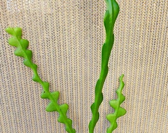Ric Rac Cactus-Epiphyllum Anguliger- Zig Zag Cactus Rooted Plant