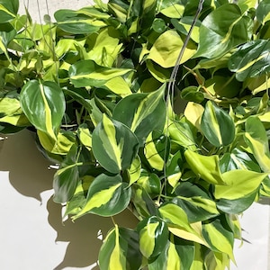 Philodendron Brasil Plant Cuttings: Variegated Heart-leaf, 2 Nodes (Unrooted)