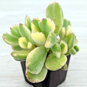 Variegated Bear's Paw plant- Variegated Cotyledon- Variegated Bear's Paw plant cutting- One cutting- No Root- 2" Bear's Paw Plant cutting