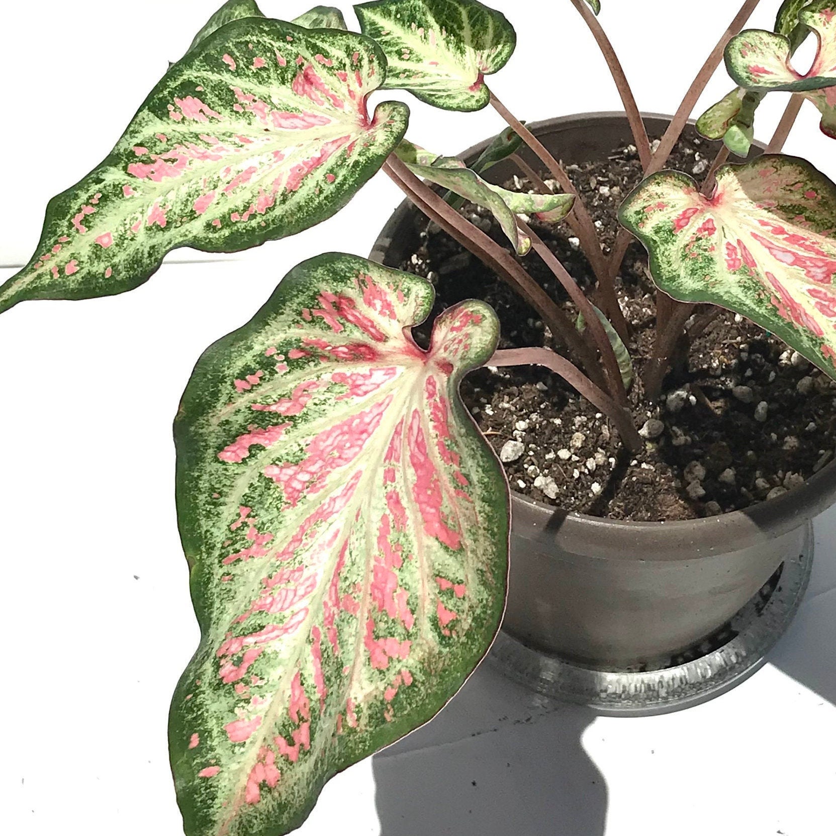 Candyland Caladium Caladium Candyland plant Rare Caladium 4 | Etsy