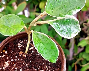 Variegated Hoya Krimson Queen Plant - 4 Inch Rooted Tricolor Carnosa