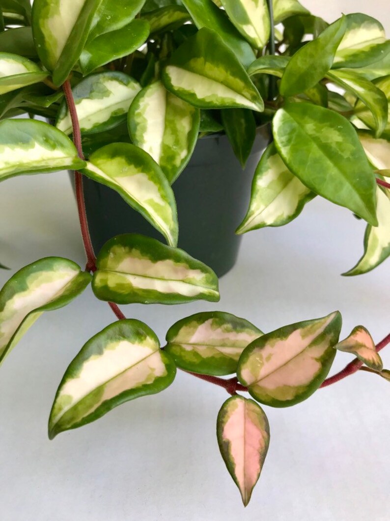 Hoya Carnosa 'Krimson Princess' Hoya Wax Plant Hard | Etsy