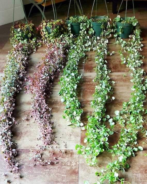 Full grown String of Hearts Plant Ceropegia Woodii Mature 6 Etsy
