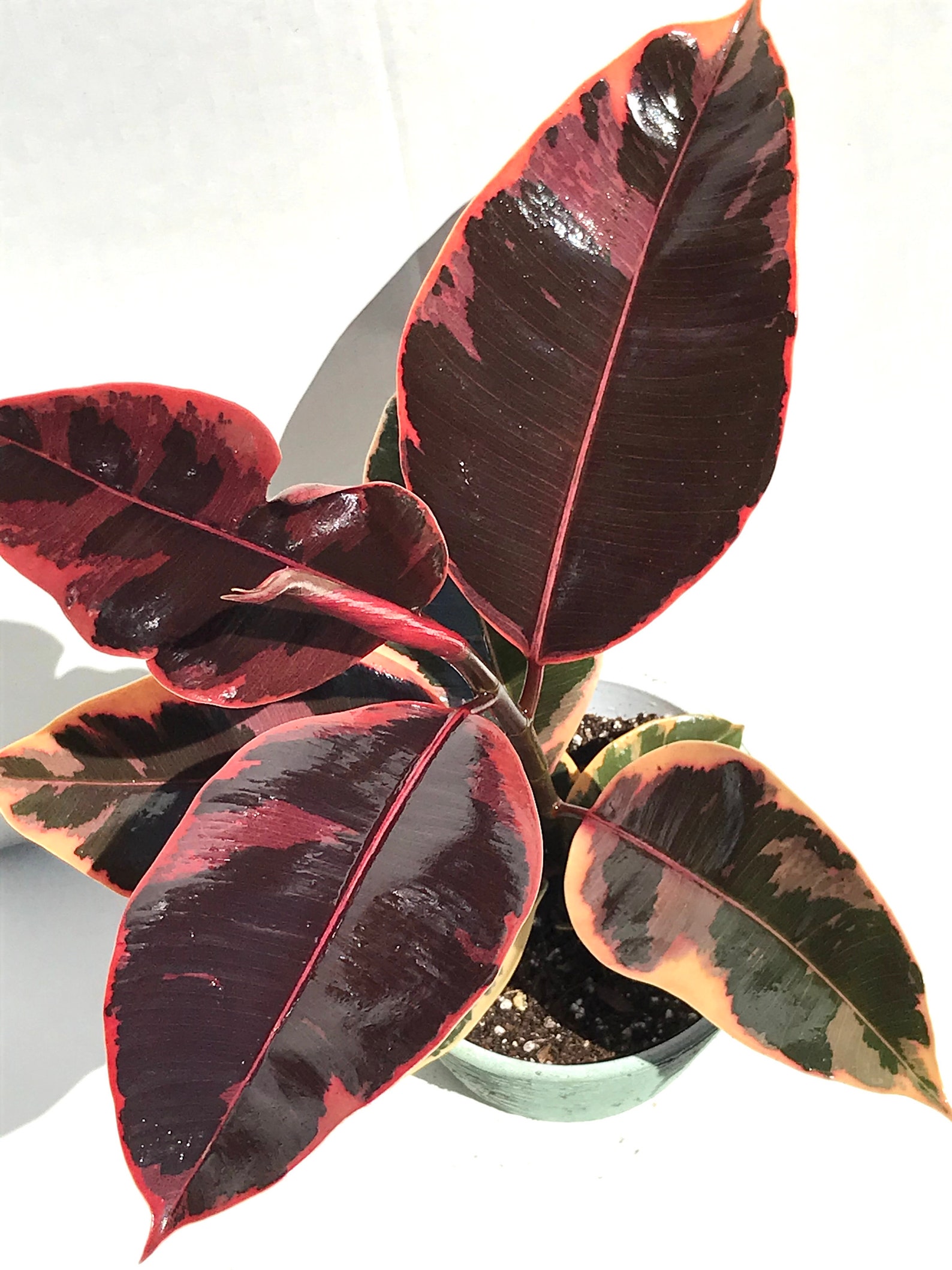 Ficus Ruby Ficus Elastica Pink Ruby Variegated Ruby Rubber | Etsy