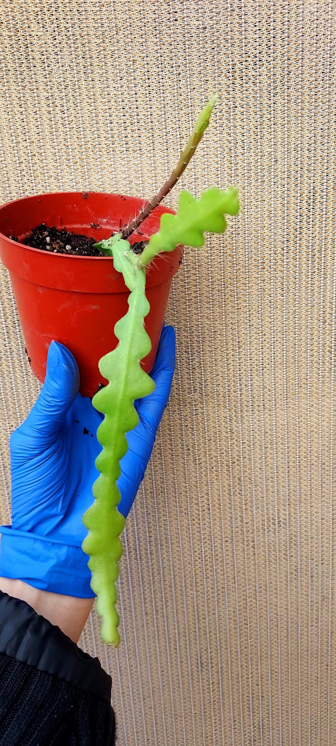 Ric Rac Cactus Roots Ric Rac Cactus (epiphyllum Anguliger) - 4-5 Inch Bare Root Plant - Etsy