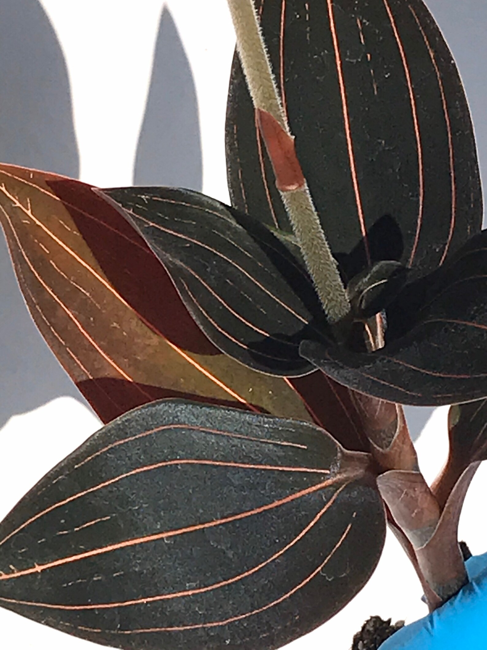 Black Jewel Orchid Dark black Ludisia Discolor Jewel Orchid Etsy