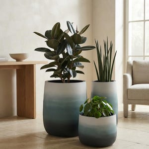 May include: Three cylindrical planters with a textured finish, featuring a gradient colour scheme that transitions from white at the top to a deep dark blue at the base. Each planter holds a different green plant, varying in height and leaf shape.