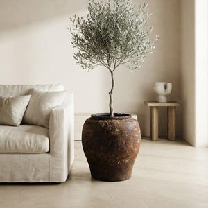 Może przedstawiać: Wysokie, smukłe drzewko oliwne o srebrzystozielonych liściach, posadzone w dużej, okrągłej, ciemnobrązowej, zwietrzałej ceramicznej donicy o teksturowanym, rustykalnym wykończeniu. Roślina stoi prosto, posiada cienki pień i gęstą, zaokrągloną koronę.