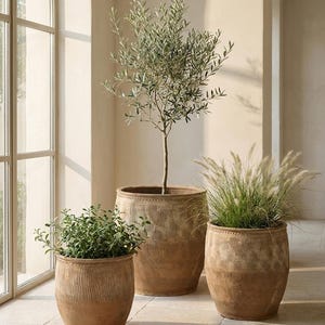 May include: Three terracotta planters with a textured, ribbed surface and a decorative band near the rim. The pots contain a tall olive tree, a smaller leafy green plant, and a cluster of ornamental grass, arranged in a group near a window.