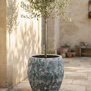 Puede incluir: Un olivo alto y esbelto plantado en una maceta grande y redondeada con una superficie texturizada y moteada en tonos verde oscuro, gris y blanco. La maceta tiene una abertura ancha llena de tierra oscura que sostiene el tronco fino y recto.