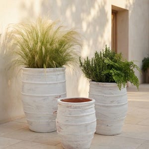 Puede incluir: Tres maceteros con forma de barril con un acabado blanco desgastado y detalles horizontales similares a cuerdas. Los dos maceteros más grandes contienen hierbas y pastos ornamentales verdes, mientras que el delantero más pequeño está vacío.
