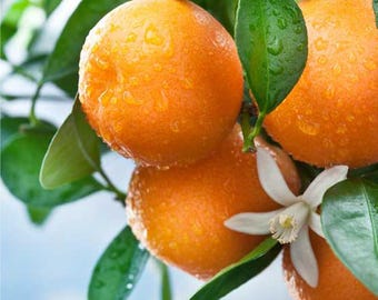Orange Bonsai Seeds Citrus Tree Fruit Indoor Outdoor Container Garden