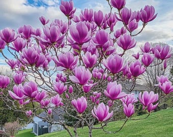 Magnolia Seeds Fragrant Flowering Tree Perennial Outdoor Garden Plant