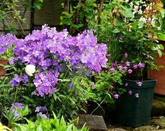 Creeping Phlox Seeds – Purple Pink Ground Cover Perennial Flowering (6-8 Weeks to Bloom)