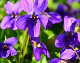 Viola Philippica Seeds Violet Flower Perennial Garden Seed Pack