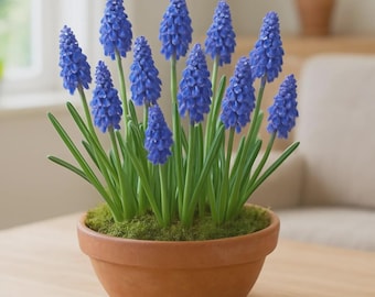 Pre-Chilled Muscari Bulbs | Indoor Grape Hyacinth Flowers, Spring Blue Blooms
