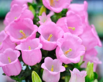 Canterbury Bells Seeds, Campanula Flowers, Cottage Garden Blooms, Colorful Summer Beauty, Outdoor Gardening