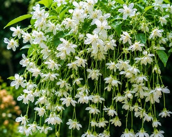 Rare Climbing Jasmine Seeds Fragrant Vine Flower Seeds for Planting