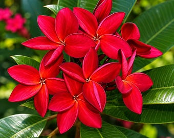 Dark Red Plumeria Seeds Frangipani Tropical Exotic Floral Landscaping Patio Ornamental Gardening Collection