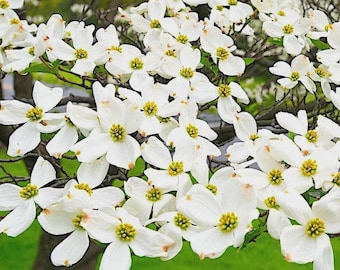 White Dogwood Seeds Hardy Flowering Tree Outdoor Garden Plant