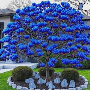 May include: A vibrant tree with striking blue flowers. The tree's branches are laden with clusters of blue blossoms, creating a full, rounded canopy. The tree is surrounded by green grass, small bushes, and a border of rocks.