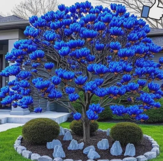Magnolia Flower Seeds Ornamental Tree Perennial Garden Bloom Outdoor Plant